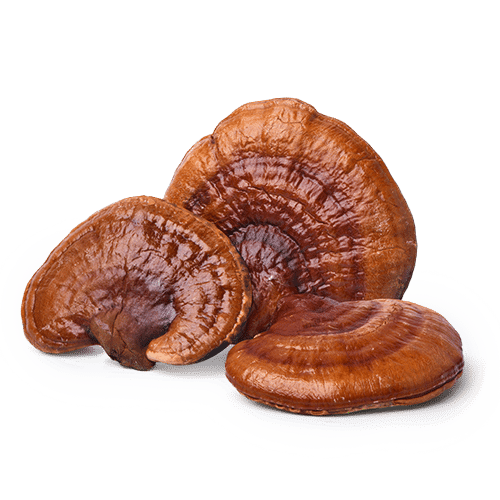 Three dried reishi mushrooms with glossy red-brown caps on a white background