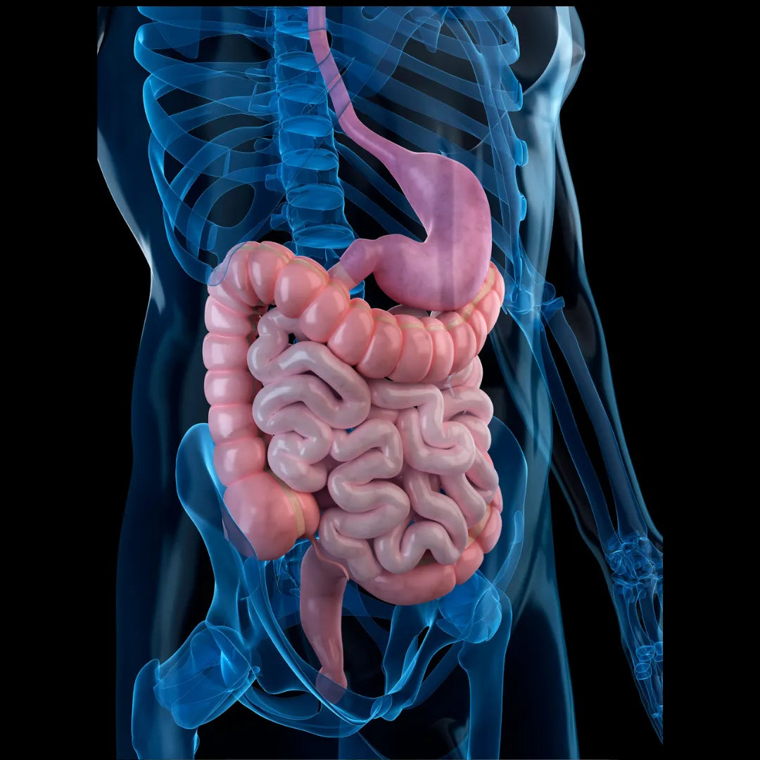 Bara - Bara Free-LX | Digex9 100 ml Bara Herbs