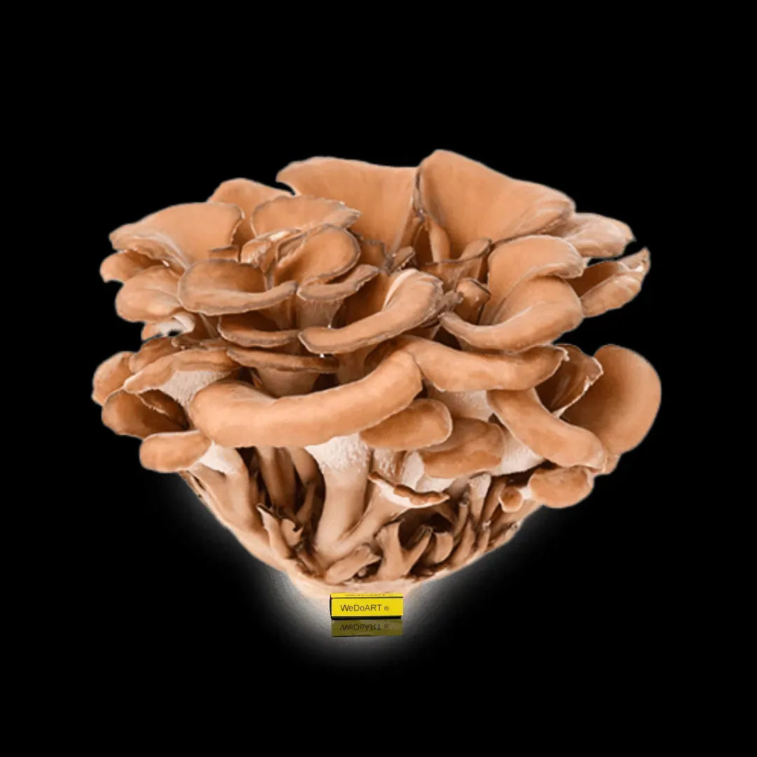 Bara - Maitake Grifola frondosa 60 capsules Bara Herbs