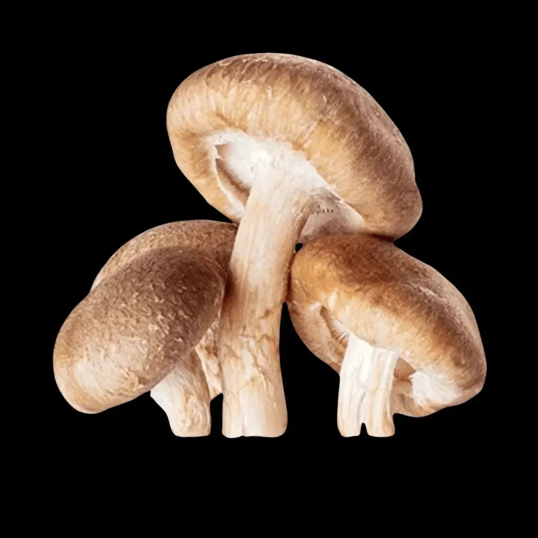 Bara - Shiitake LENTINULA EDODES 60 capsules Bara Herbs