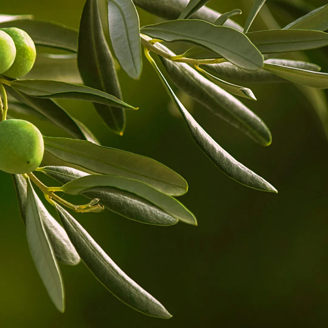 Green Life - Olea Europaea olive leaf complex 90 capsules Green Life