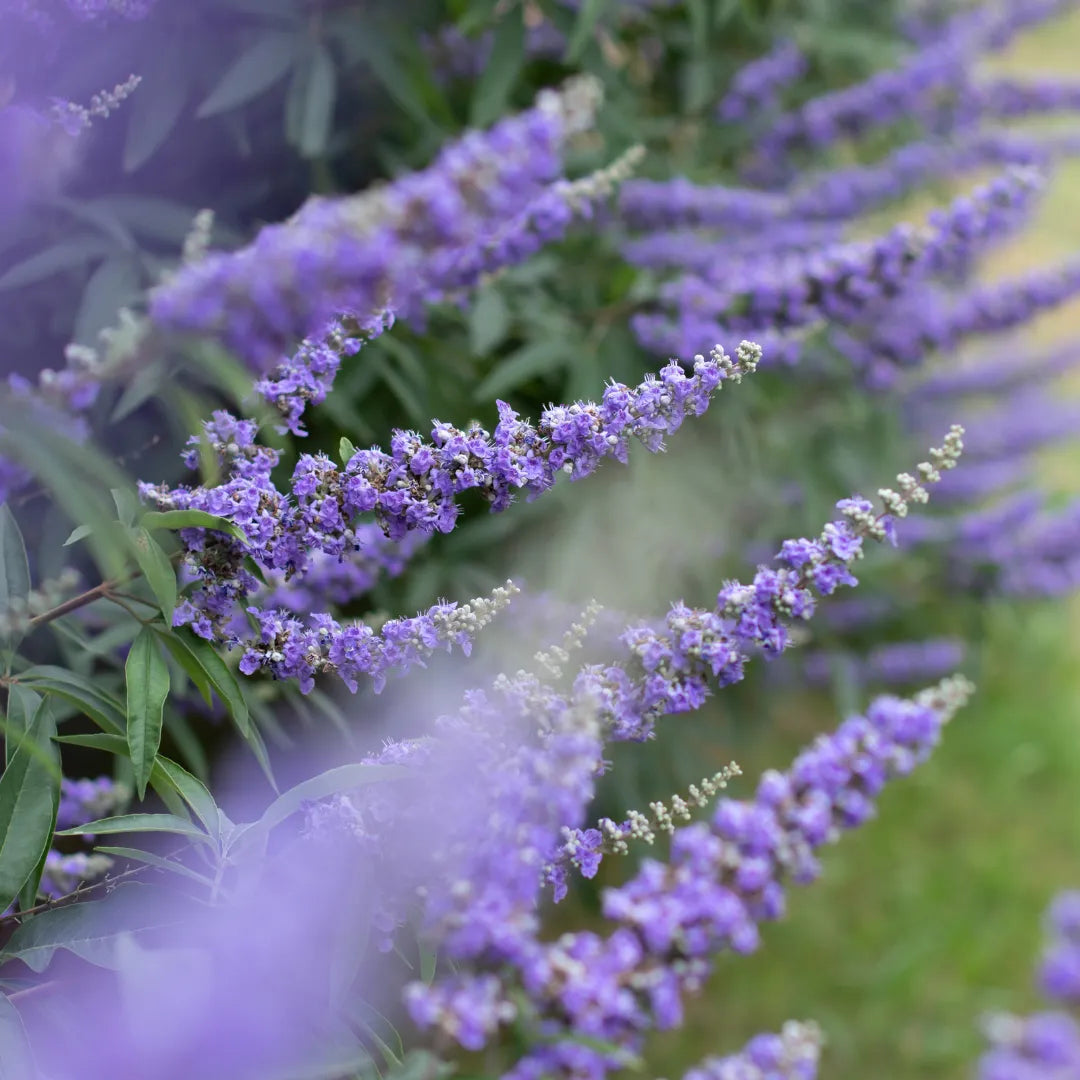 Green Life - Vitex Agnus-Castus extract 50 ml Green Life