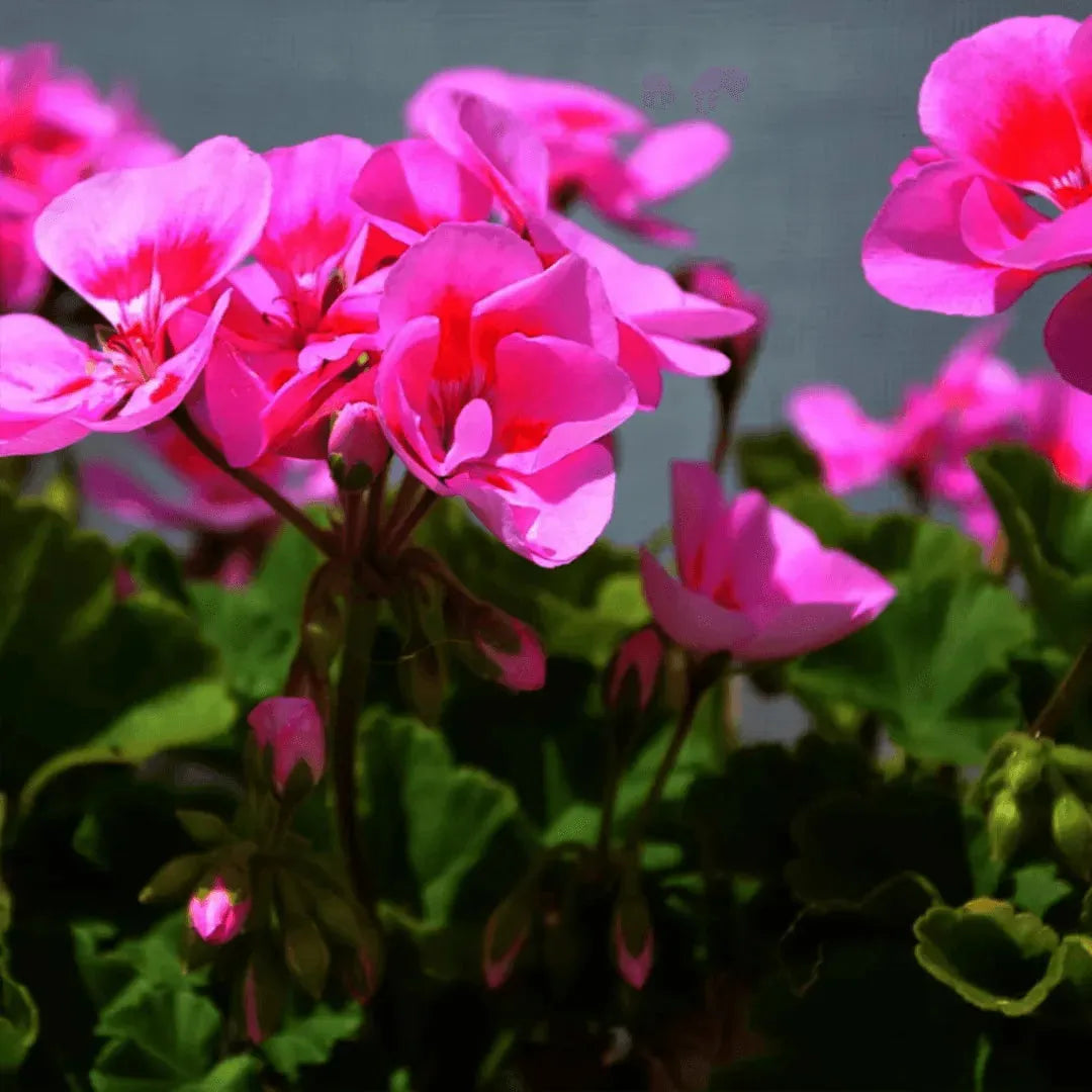 Lavido -Organic Geranium oil 10 ml LAVIDO Organic Cosmetics