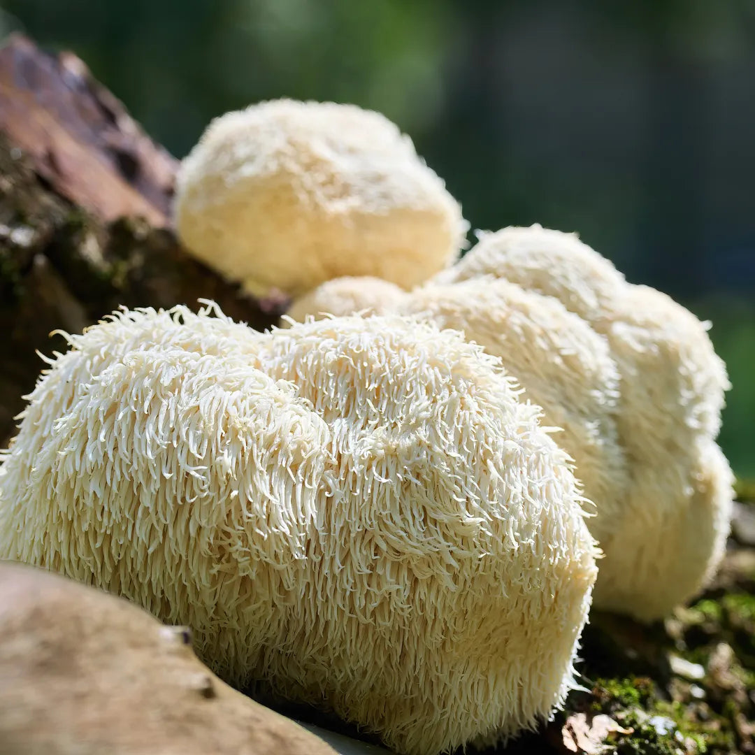 NUTRI CARE - Lion's Mane - Hericium 60 capsules Nutri Care