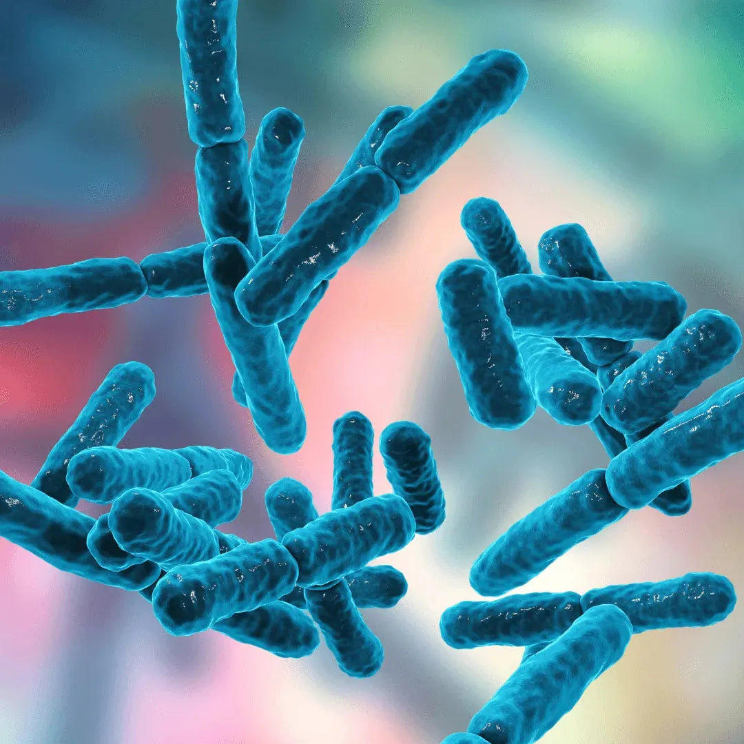 NUTRI CARE - Probiotic Perfecto 8 billion 60 capsules Nutri Care