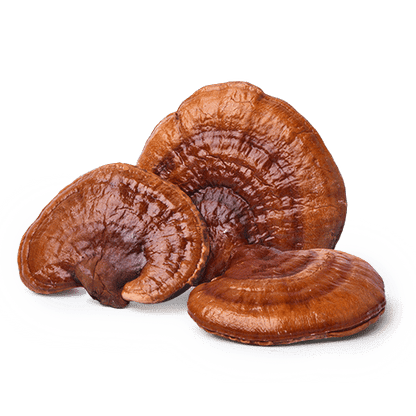 Three dried reishi mushrooms with glossy red-brown caps on a white background