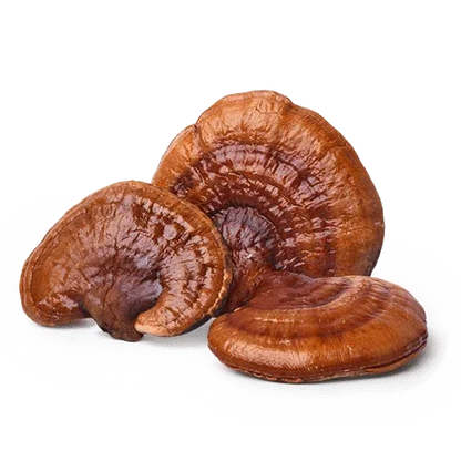 Three dried reishi mushrooms with glossy red-brown caps on a white background