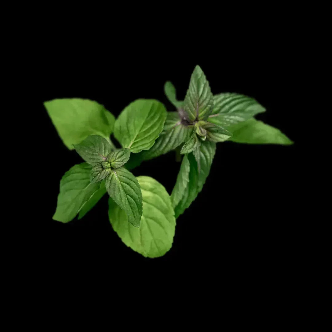 Fresh green oregano leaves on a dark background