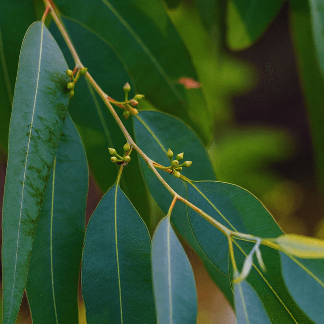Lavido -Organic Eucalyptus citriodora oil 10 ml - WEDOART-IL